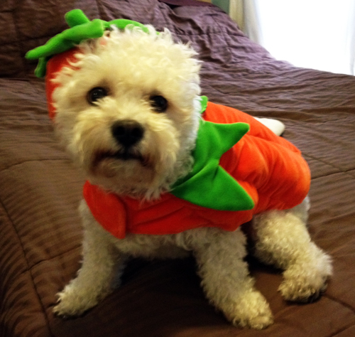 Kirby makes a sassy pumpkin