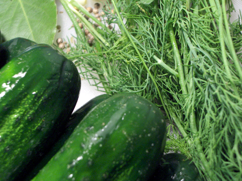 My pickling basics: cucumbers, dill, and spices